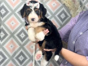 Irina at Blessed Hope Kennels