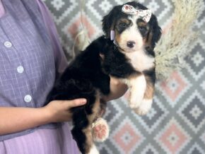 Irina at Blessed Hope Kennels