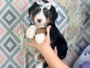 Irina at Blessed Hope Kennels