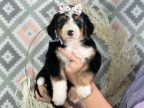 Irina at Blessed Hope Kennels