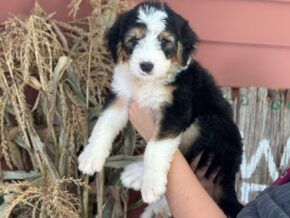 Irwin at Blessed Hope Kennels