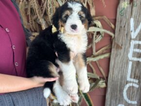 Irwin at Blessed Hope Kennels