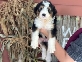 Irwin at Blessed Hope Kennels