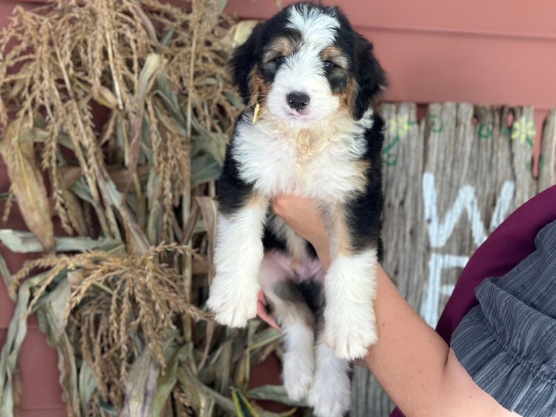 Irwin, a tri-colored F1 Bernedoodle puppy in Kentucky.