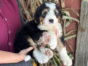 Irwin at Blessed Hope Kennels