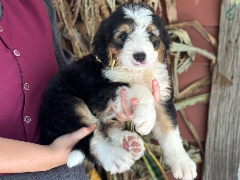 Irwin, a tri-colored F1 Bernedoodle puppy in Kentucky.