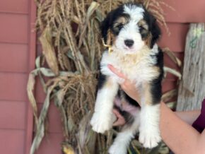 Irwin at Blessed Hope Kennels