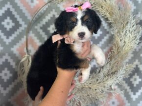 Isabelle at Blessed Hope Kennels