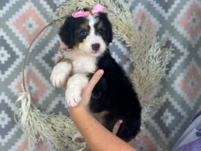 Isabelle at Blessed Hope Kennels