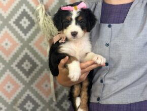 Isabelle at Blessed Hope Kennels