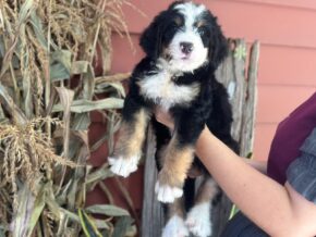 Ischko at Blessed Hope Kennels