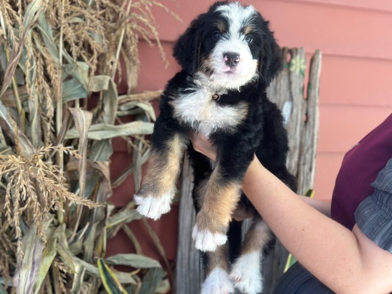Ischko, a tri-colored F1 Bernedoodle puppy in Kentucky.