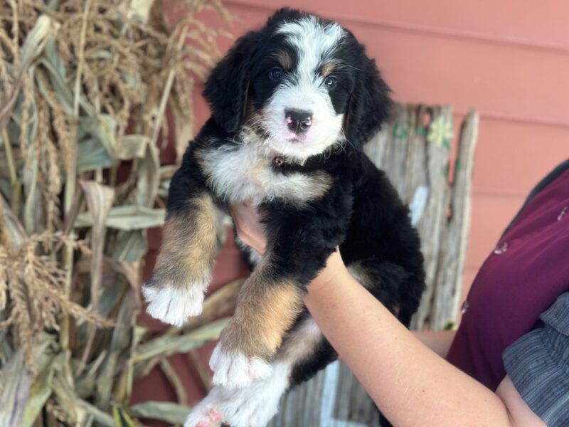 Ischko, a tri-colored F1 Bernedoodle puppy in Kentucky.