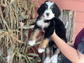 Ischko at Blessed Hope Kennels