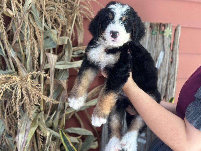 Ischko, a tri-colored F1 Bernedoodle puppy in Kentucky.