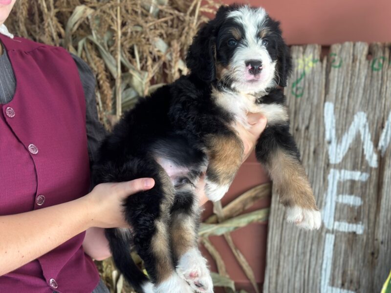 Ischko, a tri-colored F1 Bernedoodle puppy in Kentucky.