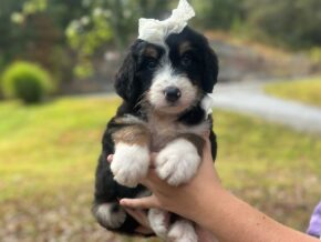Ivanna at Blessed Hope Kennels