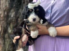 Ivanna at Blessed Hope Kennels