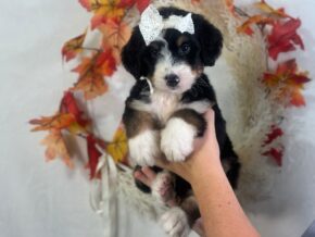 Ivanna at Blessed Hope Kennels