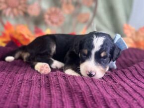 Photo of Ivy