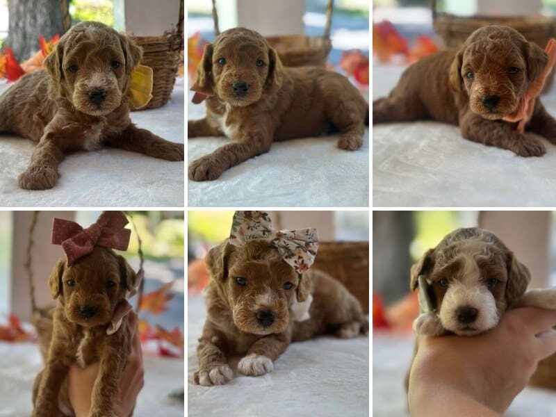 Happy Tails Turbo-Rosie Mini Goldendoodle image